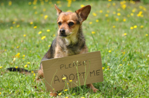 adopt-a-senior-dog