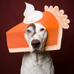 Thanksgiving-Dog