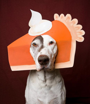Thanksgiving-Dog